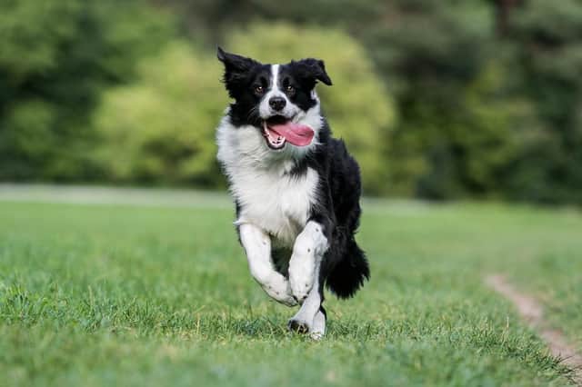 The team used sausages and bacon to find the lost dog (Photo: Shutterstock)