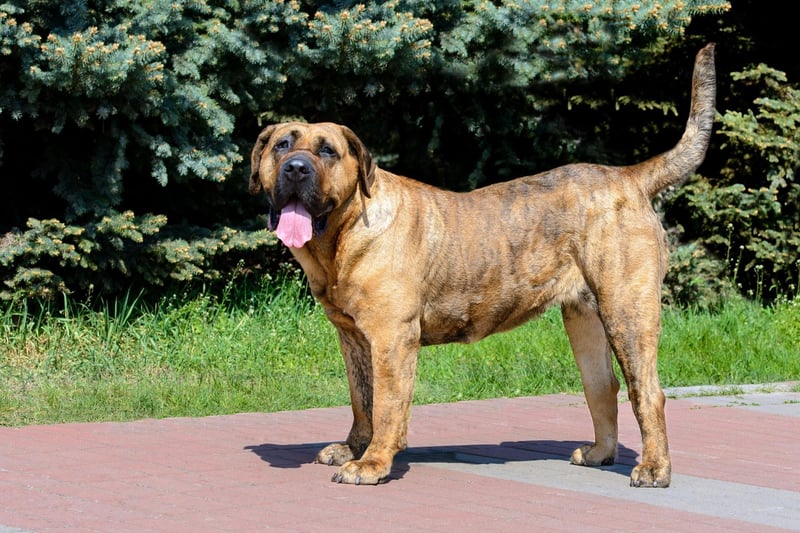 Affectionate and docile when relaxing with its owner, the Presa Canario becomes a completely different animal when threatened. Wary of strangers, it's a breed that can be aggressive and so is one probably best avoided when looking for a family pet.