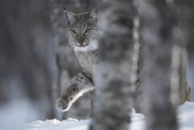 Studies suggest the Scottish Highlands could support around 400 wild lynx, a native species that was wiped out in the UK around 1,300 years ago. Picture: Peter Cairns/Scotland: The Big Picture