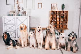 Looking for a first dog can be confusing when there are so many breeds out there.