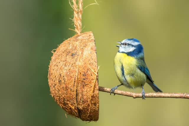 Most gardens can accommodate a bird box (photo: Adobe)