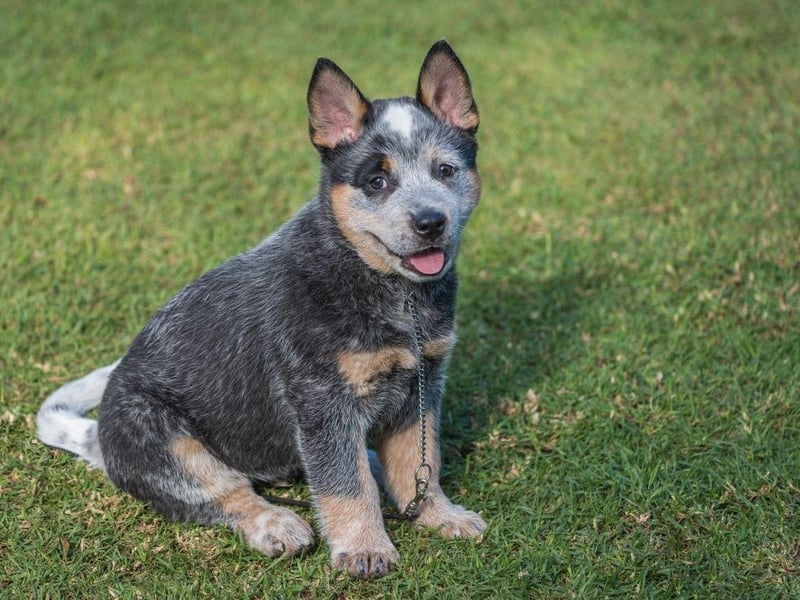 They may not be hugely common in the UK but the Australian Cattle Dog can perhaps lay claim to the title of healthiest dog. The Guiness Book of Records includes it as the world's oldest dog - an Australian Cattle Dog called Bluey reached the amazing age of 29. While longevity and health don't always go hand-in-hand, the breed are known to stay fairly fit.