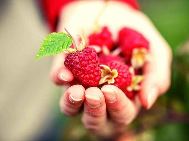 If you’re looking for a relaxing day out with the kids, and also want to get them involved with healthier eating, this is a perfect option. At Carnie Fruit Farm, you can spend the day picking fresh raspberries, cherries, strawberries and more in a beautiful location. The farm is open between 10AM-5PM in July and August. There’s free parking and you pay per weight based on how much you pick, so the cost is up to you (https://cairniefruitfarm.digitickets.co.uk/).
