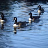 The geese deaths have sparked renewed fears over bird flu