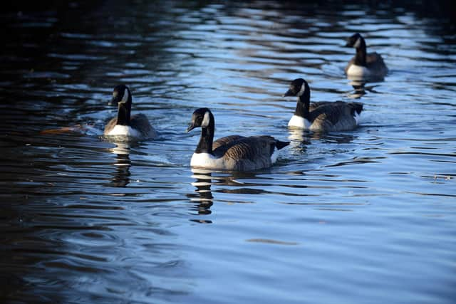 The geese deaths have sparked renewed fears over bird flu