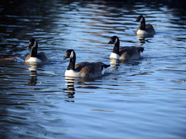 The geese deaths have sparked renewed fears over bird flu
