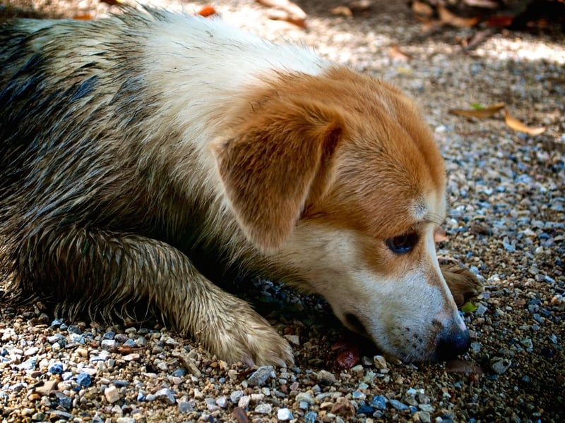 Your dog’s favourite toys are a breeding ground for potentially harmful bacteria, germs, mould and mildew. Toys that are played with frequently should be washed at least once a week, but if they are covered in dribble, dirt or food, it’s worth giving them a clean straight away. The best method to clean fabric toys is to place them into an old pillowcase and put them on a gentle cycle in the washing machine, using a pet-friendly detergent. For plastic toys, drop them in a bowl of hot soapy water and let them soak for 10 minutes, rinse and dry.