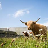 One of a group of cows being used by a conservation charity to help preserve and maintain the moorland at the Culloden battlefield picture: Alison White Photography