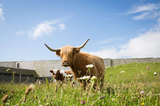 One of a group of cows being used by a conservation charity to help preserve and maintain the moorland at the Culloden battlefield picture: Alison White Photography