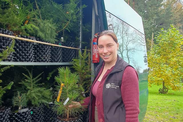 Dr Hannah Wilson, head of the RBGE’s International Conifer Conservation Project, is helping to save the critically endangered Wollemi pine
