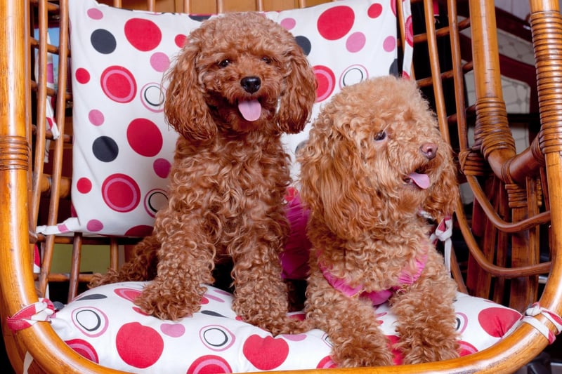 The Toy Poodle was bred specifically from the larger Standard Poodle to be a lapdog in the 18th century. They tend to bond particularly strongly with one person.