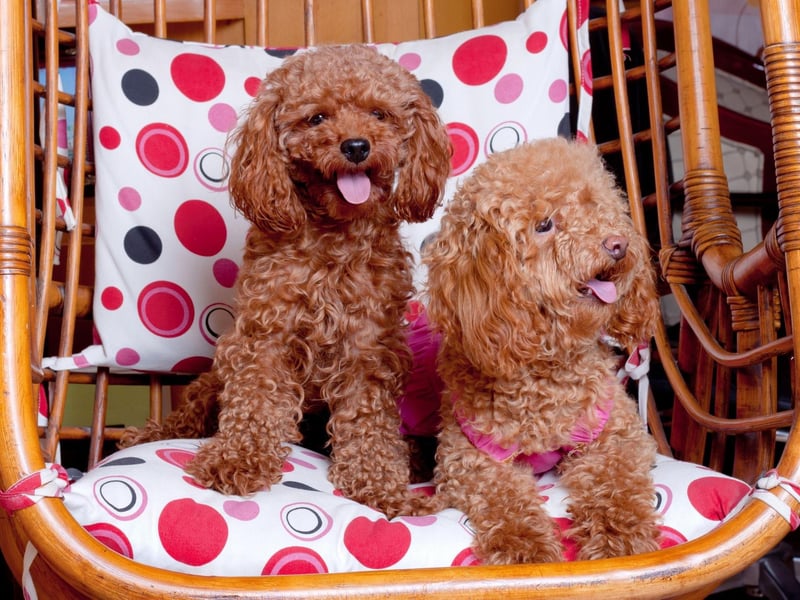 The Toy Poodle was bred specifically from the larger Standard Poodle to be a lapdog in the 18th century. They tend to bond particularly strongly with one person.