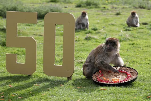 Barbary Macaques enjoy a special vegetable cake to celebrate the 50th anniversary of Blair Drummond Safari Park. PIC: Andrew Milligan/PA Wire