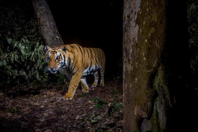 Nepal's tiger population increased by 64 per cent between 2008 and 2014, due to conservation efforts, including protection from poaching, habitat management and community engagement