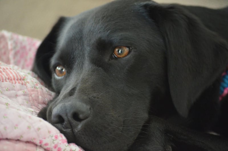 The UK's favourite dog is also one of the clumsiest. A frequest lack of spatial awareness, combined with that always-wagging tail, means items on low tables are never safe.