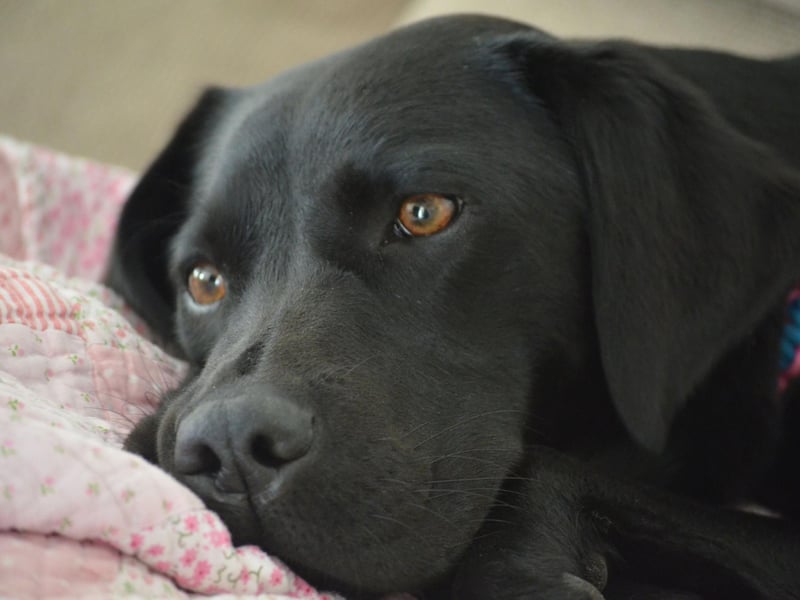 The UK's favourite dog is also one of the clumsiest. A frequest lack of spatial awareness, combined with that always-wagging tail, means items on low tables are never safe.