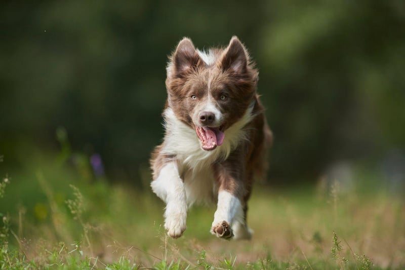 Bred to run for miles herding sheep, a daily walk around the block won't be anything like enough exercise for a Border Collie. They are perfect companions for runners, but you'll have to be pretty fit to come close to tiring them out.
