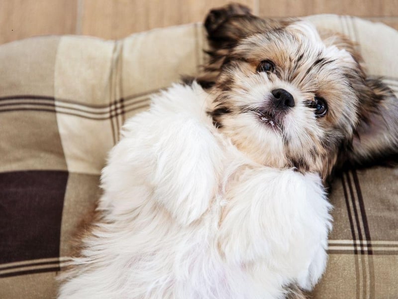Cute and playful Shih Tzu dogs can live for up to 18 years, but average closer to 13.