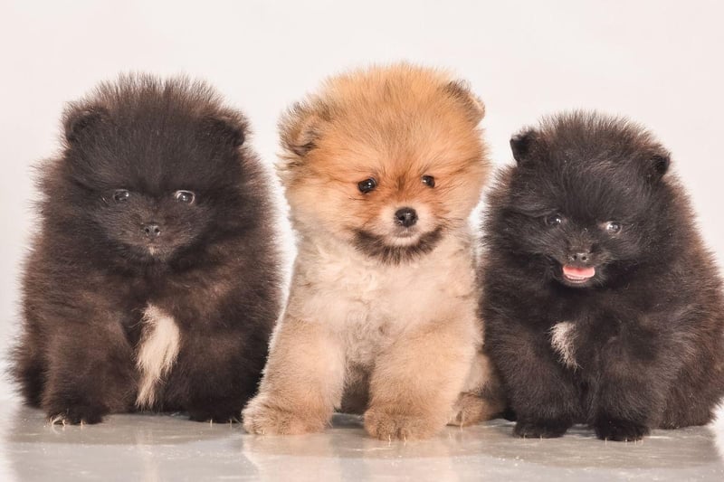 Buying a fluffy and adorable Pomeranian puppy will hit you in the pocket for around £1,500-£2,000.