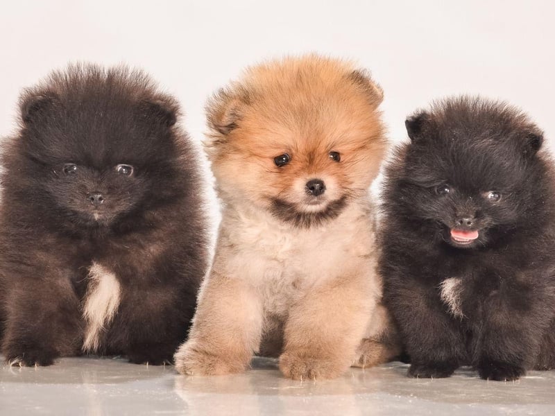 Buying a fluffy and adorable Pomeranian puppy will hit you in the pocket for around £1,500-£2,000.