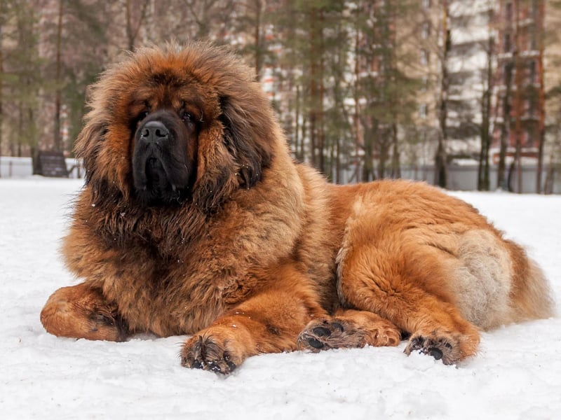 The Tibetan Mastiff originates from the snowy Himalayan Mountains and has a thick double coat that keeps them warm and dry in the worst of weather. They shed their dense undercoat in the summer, allowing them to cope with warmer weather too - making them an outdoor dog for all seasons.