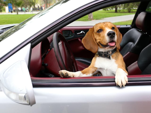 There is no safe time to leave a dog alone in the car, but particularly in the summer months, the temperature in your car rises above what the temperature outside is. In a car, dogs can develop heatstroke in just 15 minutes. Even with water and open windows, cars are not a safe space for dogs in the summer.