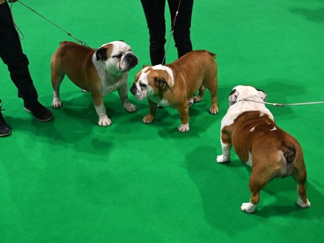 Bulldogs stand with their handlers after being judged on the final day of the Crufts dog show.