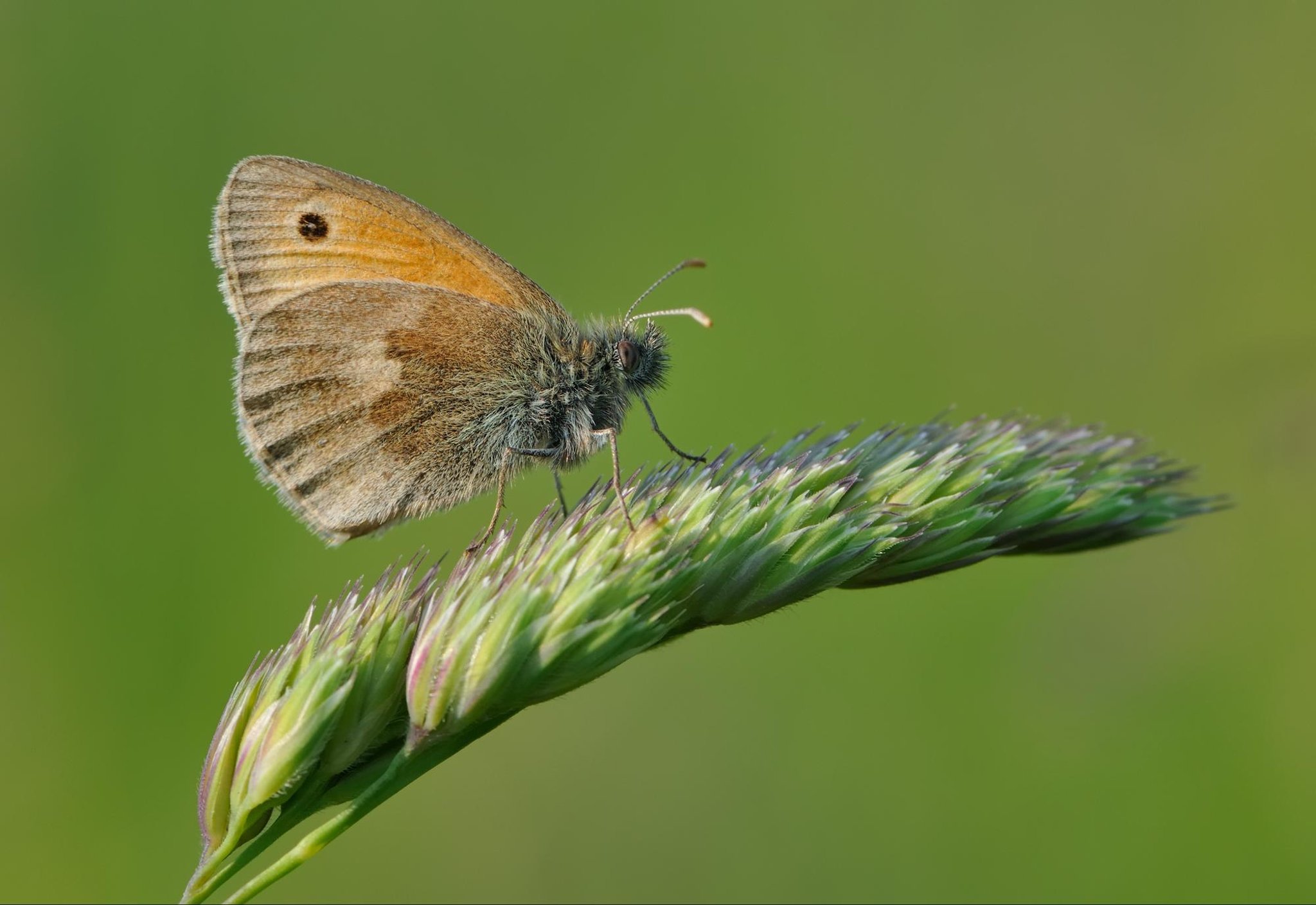 Flying insects in Scotland have declined by nearly 30% in less than 20 years