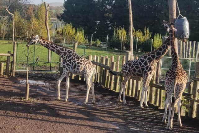 A herd of female giraffes at Blair Drummond Safari and Adventure Park have been testing out a special interactive sound system which allows them to listen to recordings of either white noise or unique ‘humming’ noises by other giraffes to assess whether sound therapy can be beneficial for captive animals