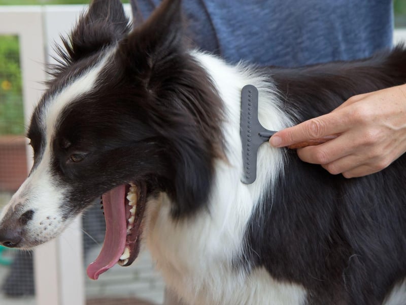 If you don't have time to take lots of long walks then don't get a Border Collie. This is a breed that needs lots of exercise to thrive and without it they are liable to misbehave and be unhappy.