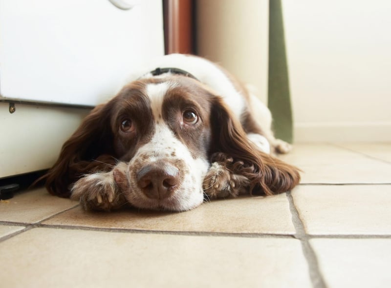 Springer Spaniels commonly develop glaucoma and cataracts, particularly later in life. A trip to the vet is required if your pet's eyes are cloudy, red or itchy.