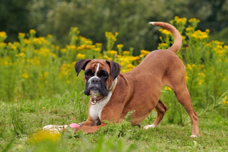 Originally bred in Germany as fighting dogs, the Boxer in now usually a beloved family pet. Their neat coat has patches of brown, black, and white.