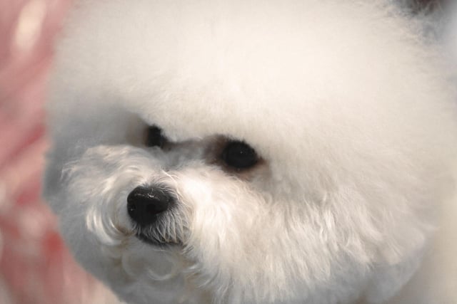 In Belgian author Herge's hugely successful comic book series The Adventures of Tintin, Snowy the dog is a Bichon Frise. He was originally called Milou in the French books.