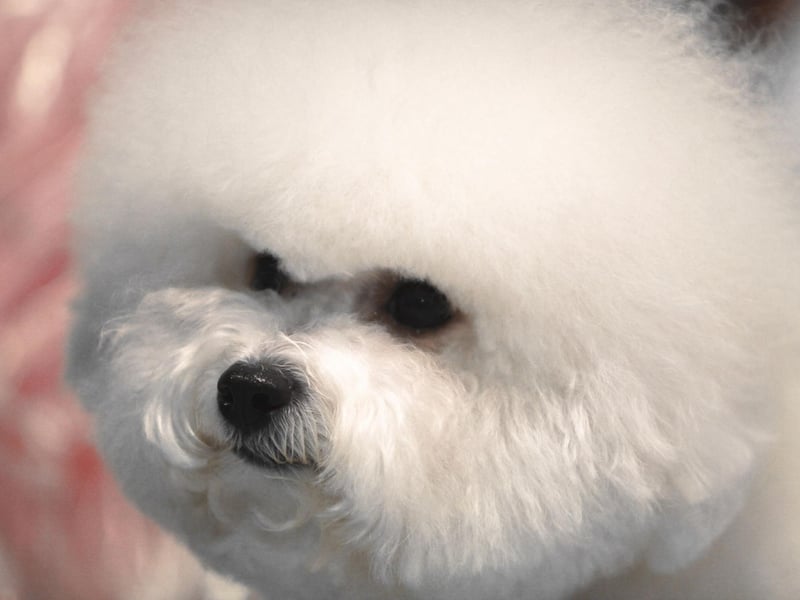 In Belgian author Herge's hugely successful comic book series The Adventures of Tintin, Snowy the dog is a Bichon Frise. He was originally called Milou in the French books.