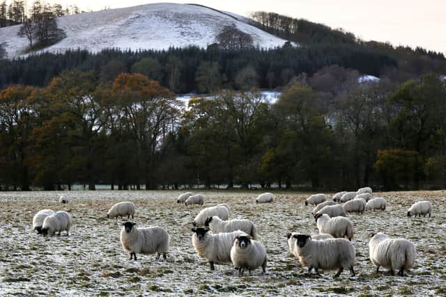 A new vaccine for louping ill, which is principally an issue for sheep and red grouse, is showing encouraging results (pic: David Cheskin/PA)