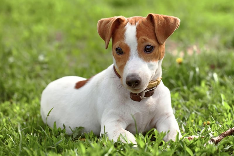Moving to the least pricey pups. The cheeky and loving Jack Russell is perhaps the cheapest breed of puppy to buy - costing around £700-£1000.