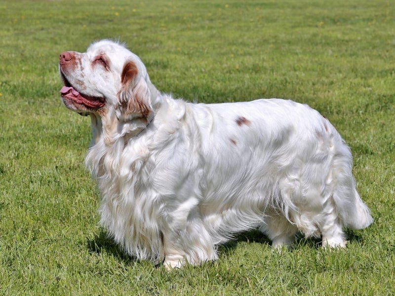 Thought to date back to the early 19th century, and made popular through links with British Royalty, the Clumber Spaniel is named after Clumber Park, in Nottinghamshire, where the breed was first developed. In 1884 they were one of the first 10 breeds of dog recognised by the American Kennel Club.