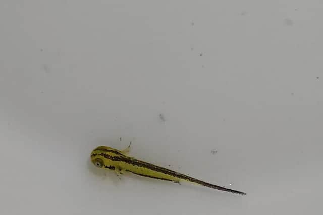 The hatched larvae (pic: Danny O'Brien)