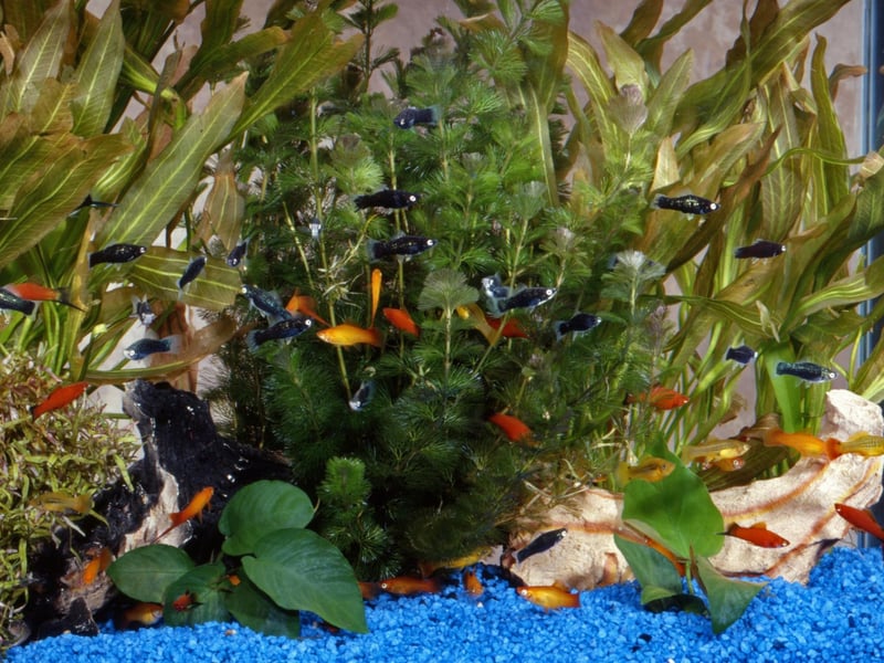 The third most popular pet may come as a surprise to some - there are an amazing five million indoor fish tanks in the UK.