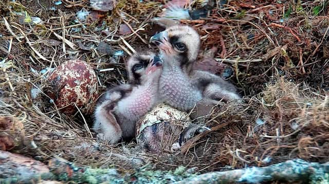 Three chicks at Loch of the Lowes WIldlife Reserve
