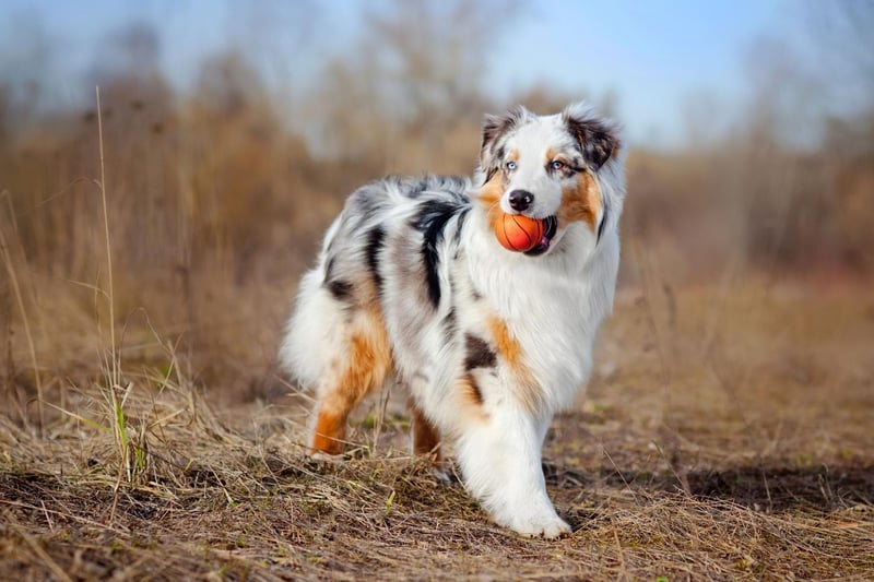 As the name suggests, Australian Shepherds were originally bred to herd sheep. One way they did this was to nip at the feet of the sheep, and its behaviour that they can now exhibit when young children are running around