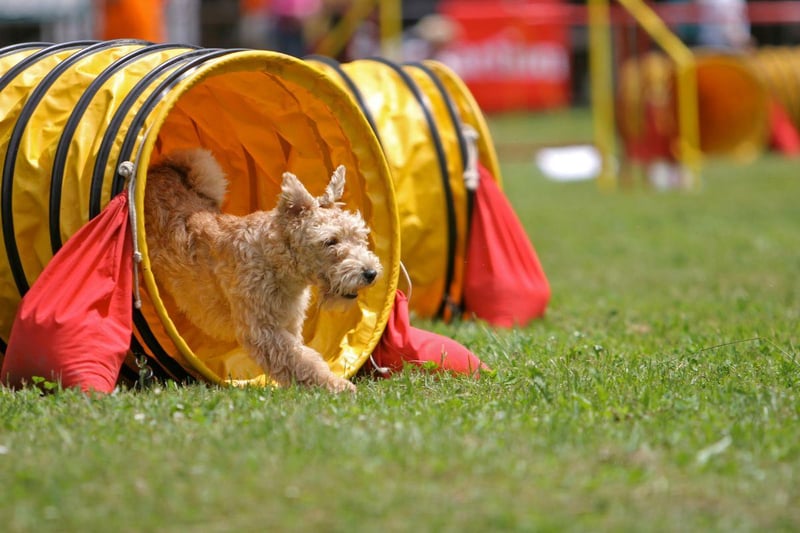 The ancestors of the Lakeland Terrier spent long days chasing predators away from livestock. Today they are idea for active dog owners who have allergies - they shed very little hair from their soft hypoallergenic coats and need at least two hours of exercise a day.