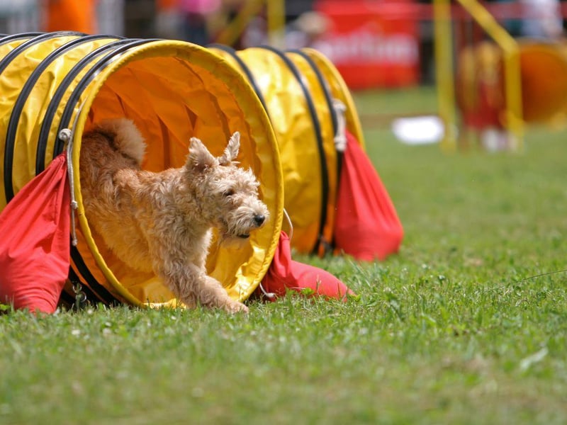 The ancestors of the Lakeland Terrier spent long days chasing predators away from livestock. Today they are idea for active dog owners who have allergies - they shed very little hair from their soft hypoallergenic coats and need at least two hours of exercise a day.