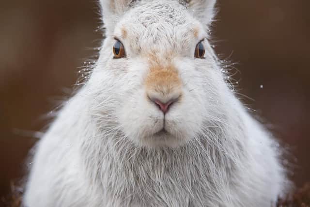Mountain hares are specially adapted to turn white in winter, but declining snow cover in the Scottish Highlands in recent decades is leaving the species more vulnerable to predators