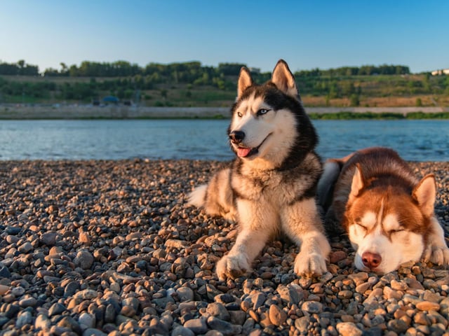 Huskies can be more colourful of coat than many imagine. Acceptable colours according to the Kennel Club include black, agouti, gray, red, sable, and white.