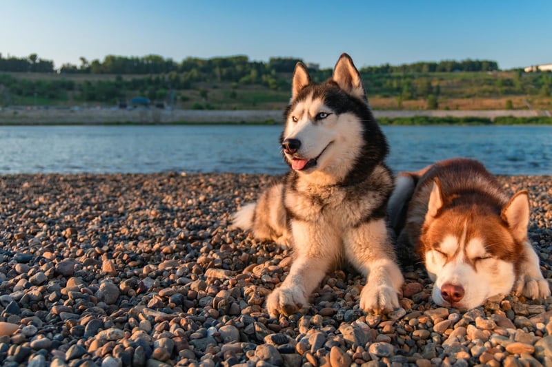 Huskies can be more colourful of coat than many imagine. Acceptable colours according to the Kennel Club include black, agouti, gray, red, sable, and white.