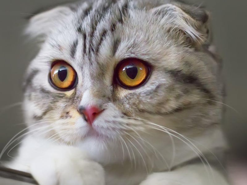 Yes, those folded ears may look cute, but it can also cause issues with cartilage and can lead to abnormal growth of bones and joints. Some competitions and associations have banned the breed, with the RSPCA calling for a stop to breeding any cats with folded ears.