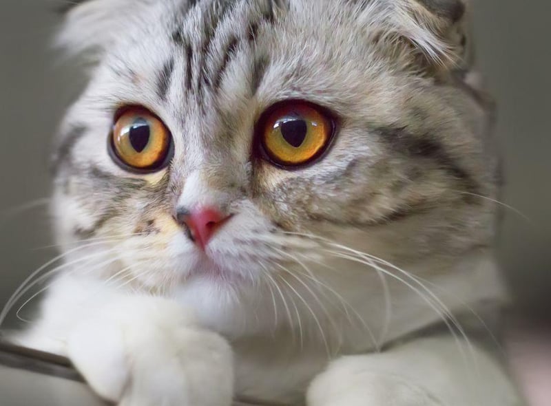 Yes, those folded ears may look cute, but it can also cause issues with cartilage and can lead to abnormal growth of bones and joints. Some competitions and associations have banned the breed, with the RSPCA calling for a stop to breeding any cats with folded ears.