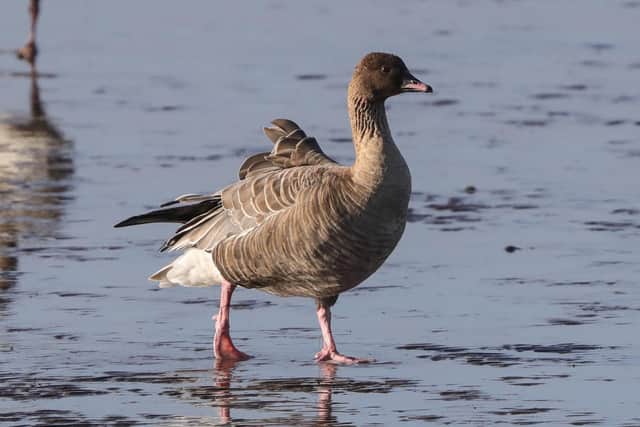 The annual influx of pink-footed geese has started earlier than usual this year, with more than 25,000 already landed near Montrose, in Angus. Picture: Ron Mitchell/SWT
