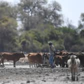 A farmer walks his cattle in the Okavango Delta near Nxaraga village in Botswana (Picture: Monirul Bhuiyan/AFP via Getty Images)